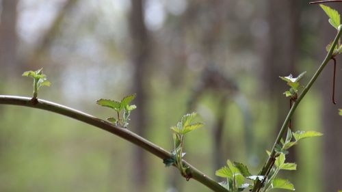 Close-up of fresh green leaves on plant