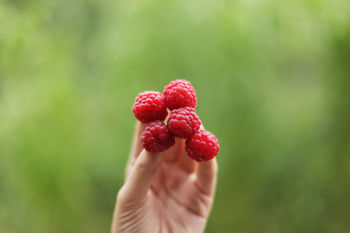 Cropped image of person holding raspberries
