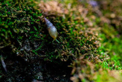High angle view of mushroom on field