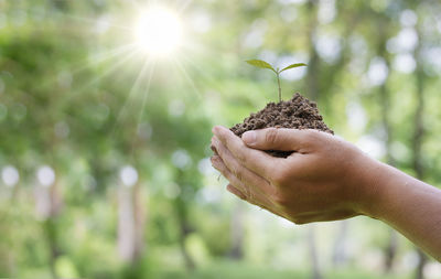 Close-up of hand holding plant against trees