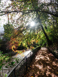 Sun shining through trees during autumn