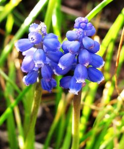 Close-up of purple flowers blooming on field