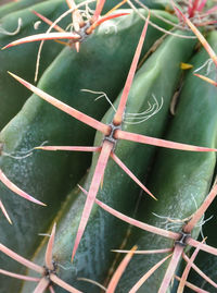 Close-up of leaves