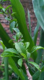 Close-up of green plant