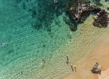 High angle view of turtle swimming in sea