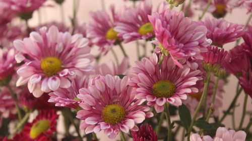 Close-up of pink flowers