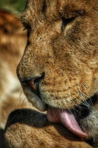 Close-up of cat with eyes closed