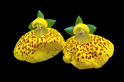 Close-up of yellow orchid against black background