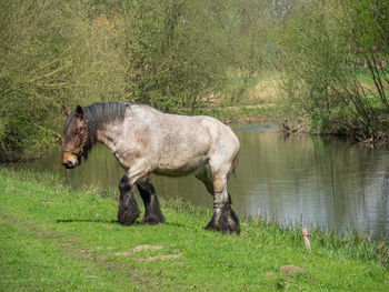 Side view of a horse on field