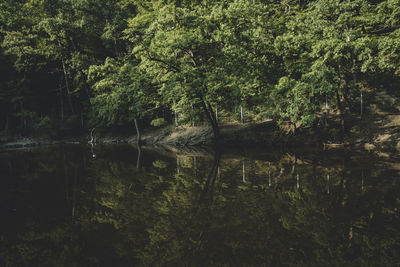 Reflection of trees in river