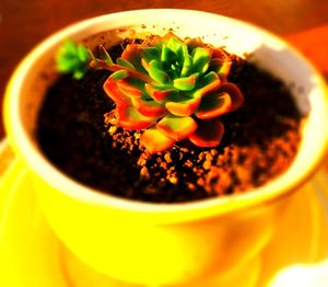 Close-up of drink