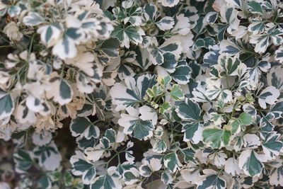 Full frame shot of white flowering plants
