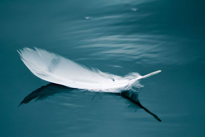 Feather floating on water