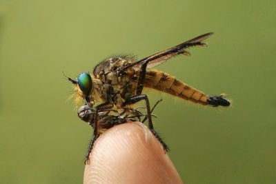 Close-up of butterfly on hand