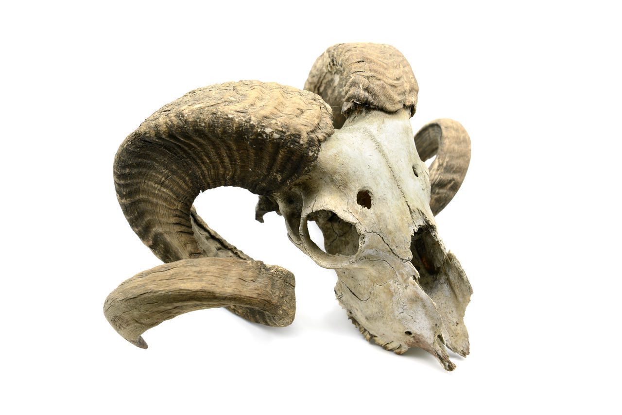 CLOSE-UP OF ANIMAL SKULL AGAINST GRAY BACKGROUND