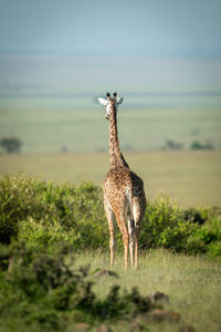 Giraffe standing on field