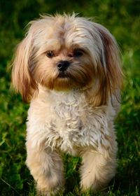 Close-up portrait of dog on field