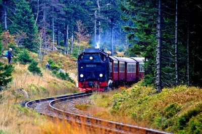 Train on railroad track in forest