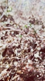 Close-up of plants