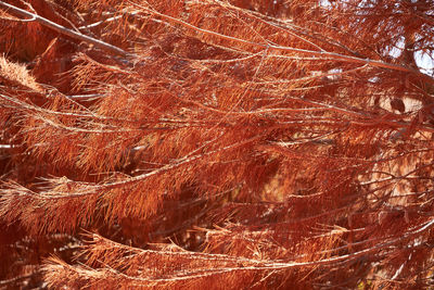 Full frame shot of dried plant