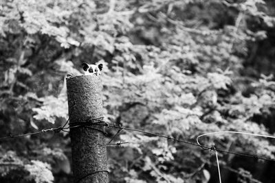 Bird perching on wall