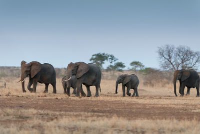 View of elephants walking on landscape against sky