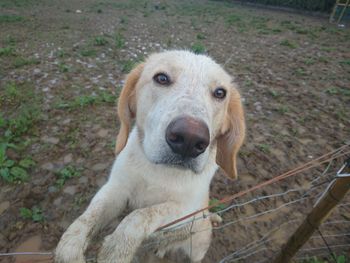 Close-up portrait of dog