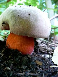 Close-up of mushrooms growing in forest