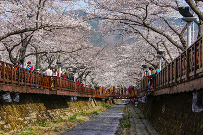 Panoramic shot of cherry blossom along canal