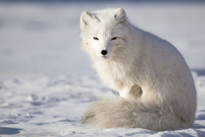 Lion sitting in snow