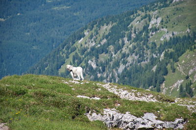 White dog waiting for her master while hiking in brenta dolomites
