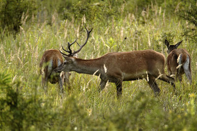 Red deer from kopacki rit, croatia