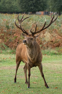Deer standing in a field