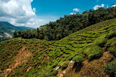 Scenic view of tea plantation against sky