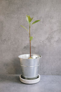 Close-up of potted plant against wall