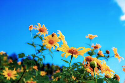 Close-up of yellow flowering plants against blue sky