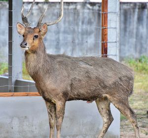 Portrait of deer standing outdoors