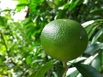 Close-up of fruit on tree