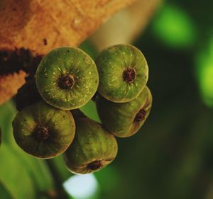 High angle view of fruits growing on plant