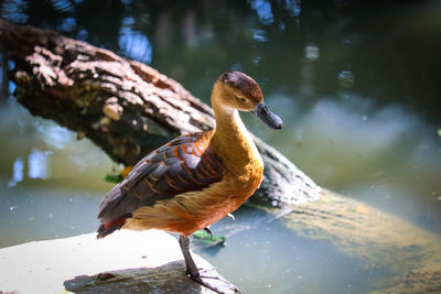 Close-up of bird perching on a lake