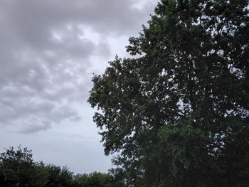 Low angle view of trees against sky