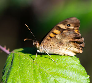Close-up of butterfly on leaf