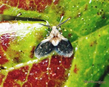 Close-up of butterfly on leaf