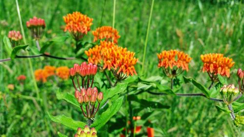 Close-up of red flowers blooming in field