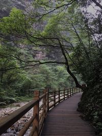 View of footbridge in forest