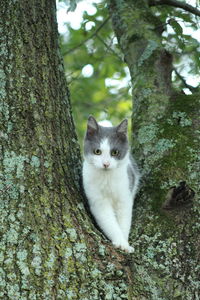 Portrait of cat on tree trunk