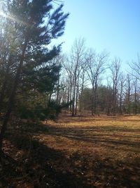 Bare trees on field