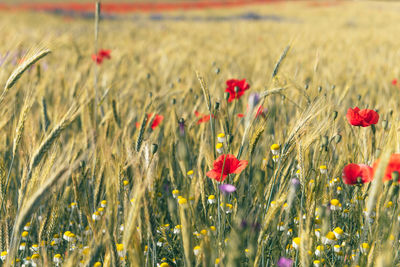 Close-up of red poppy flowers on field