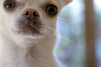 Close-up of cat looking away