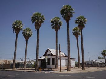 Palm trees by plants against sky